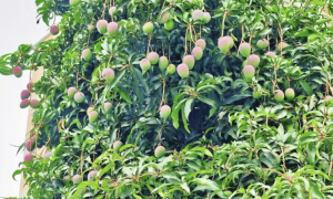 深圳莲花山公园出现大量莲雾！网友称“根本捡不完！”官方提醒